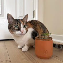 Load image into Gallery viewer, Pet Tiny Terracotta Grow Kits