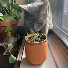 Load image into Gallery viewer, Pet Tiny Terracotta Grow Kits