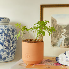 Load image into Gallery viewer, Tiny Terracotta Garden Kits