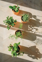 Load image into Gallery viewer, Tiny Terracotta Kits