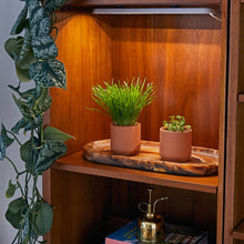 Load image into Gallery viewer, Pet Tiny Terracotta Grow Kits