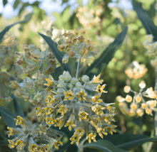 Load image into Gallery viewer, Narrowleaf Milkweed Seeds
