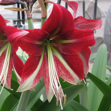 Load image into Gallery viewer, Amaryllis - Ruby Star
