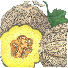 Load image into Gallery viewer, Hearts of Gold Melon Seeds (Organic)