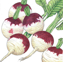 Load image into Gallery viewer, Purple Top White Globe Turnip Seeds (Organic)