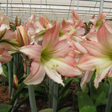 Load image into Gallery viewer, Amaryllis - Tinkerbell