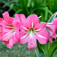 Load image into Gallery viewer, Amaryllis - Pink Flush