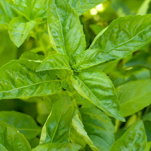 Load image into Gallery viewer, Sweet Basil Seeds (Organic)