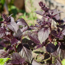 Load image into Gallery viewer, Dark Purple Opal Basil Seeds (Organic)