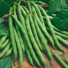 Load image into Gallery viewer, Provider Bush Bean Seeds (Organic)