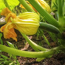 Load image into Gallery viewer, Black Beauty Summer Squash Seeds (Organic)