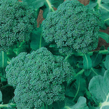 Load image into Gallery viewer, Calabrese Broccoli Seeds (Organic)