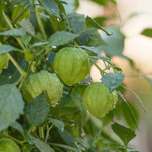 Load image into Gallery viewer, Verde Tomatillo Seeds (Organic)