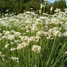 Load image into Gallery viewer, Garlic Chives Seeds (Organic)