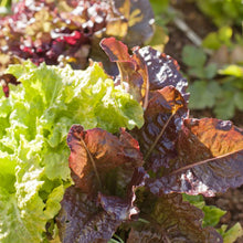 Load image into Gallery viewer, Gourmet Mix Lettuce Seeds (Organic)