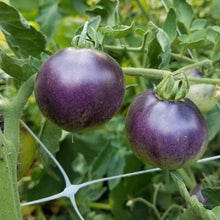 Load image into Gallery viewer, Indigo Apple Tomato Seeds (Organic)