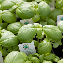 Load image into Gallery viewer, Genovese Basil Seeds (Organic)