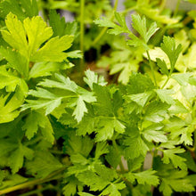 Load image into Gallery viewer, Italian Parsley Seeds (Organic)