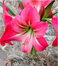 Load image into Gallery viewer, Amaryllis - Pink Flush