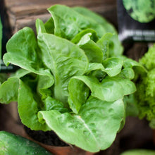 Load image into Gallery viewer, Little Gem Lettuce Seeds (Organic)