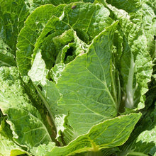 Load image into Gallery viewer, Napa Bilko Cabbage Seeds (Organic)