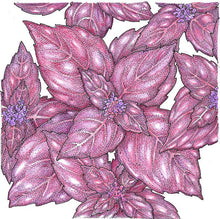Load image into Gallery viewer, Dark Purple Opal Basil Seeds (Organic)