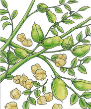 Load image into Gallery viewer, Garbanzo Golden Dragon Bush Bean Seeds (Organic)