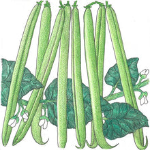 Load image into Gallery viewer, Provider Bush Bean Seeds (Organic)