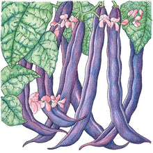 Load image into Gallery viewer, Royalty Purple Pod Bush Bean Seeds (Organic)
