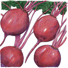 Load image into Gallery viewer, Early Wonder Tall Beet Seeds (Organic)