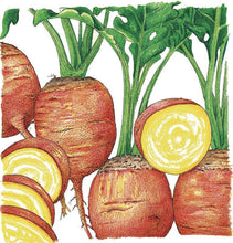 Load image into Gallery viewer, Golden Detroit Beet Seeds (Organic)