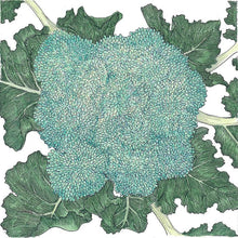 Load image into Gallery viewer, Calabrese Broccoli Seeds (Organic)