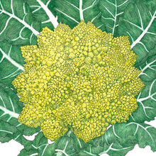 Load image into Gallery viewer, Romanesco Broccoli Seeds (Organic)