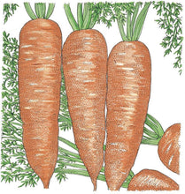 Load image into Gallery viewer, Napoli Carrot Seeds (Organic)
