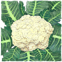 Load image into Gallery viewer, Snowball Cauliflower Seeds (Organic)