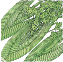 Load image into Gallery viewer, Tall Utah Celery Seeds (Organic)