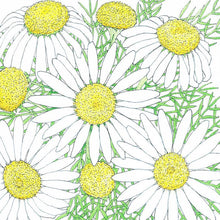 Load image into Gallery viewer, Chamomile Seeds (Organic)