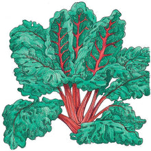 Load image into Gallery viewer, Red Ruby Chard Seeds (Organic)