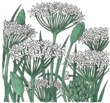 Load image into Gallery viewer, Garlic Chives Seeds (Organic)