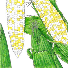 Load image into Gallery viewer, Who Gets Kissed Corn Seeds (Organic)