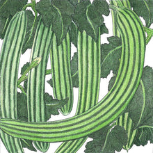 Load image into Gallery viewer, Striped Cucumber Seeds (Organic)