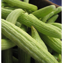 Load image into Gallery viewer, Sweet Green Armenian Cucumber Seeds (Organic)