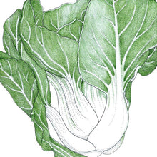 Load image into Gallery viewer, Pak Choi Baby Shanghai Greens Seeds (Organic)