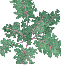 Load image into Gallery viewer, Red Russian Kale Seeds (Organic)