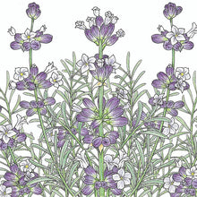 Load image into Gallery viewer, English-Vera Lavender Seeds (Organic)
