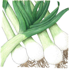 Load image into Gallery viewer, Varna Leek Seeds (Organic)