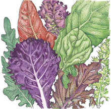 Load image into Gallery viewer, Gourmet Mix Lettuce Seeds (Organic)