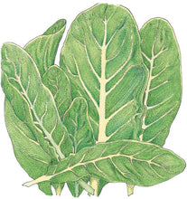 Load image into Gallery viewer, Little Gem Lettuce Seeds (Organic)
