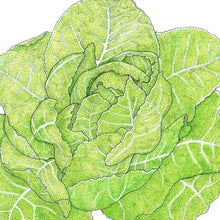 Load image into Gallery viewer, Romaine, Jericho Lettuce Seeds (Organic)