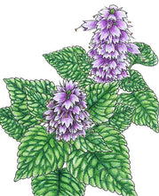 Load image into Gallery viewer, Korean Licorice Mint Seeds (Organic)